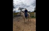 Project qh palomino gelding  on HorseYard.com.au (thumbnail)