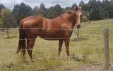 *Beautiful Quarter Horse Broodmare or Light Riding*  on HorseYard.com.au (thumbnail)