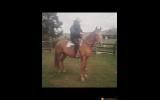 *Beautiful Quarter Horse Broodmare or Light Riding*  on HorseYard.com.au (thumbnail)