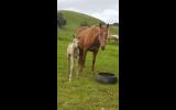 *Beautiful Quarter Horse Broodmare or Light Riding*  on HorseYard.com.au (thumbnail)