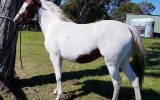 Pinto filly on HorseYard.com.au (thumbnail)