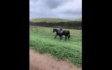 Breeding, Show, or riding prospect on HorseYard.com.au (thumbnail)