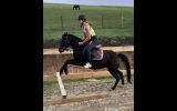 Breeding, Show, or riding prospect on HorseYard.com.au (thumbnail)