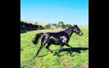 Breeding, Show, or riding prospect on HorseYard.com.au (thumbnail)