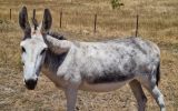 (Jelly Beans) Friendly Female Jerusalem Donkey - Great companion animal! on HorseYard.com.au (thumbnail)