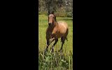 7yo Bay Dun Quarter horse x TB gelding on HorseYard.com.au (thumbnail)