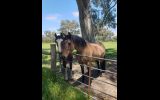 7yo Bay Dun Quarter horse x TB gelding on HorseYard.com.au (thumbnail)