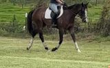 young OTTB mare with HUGE potential  on HorseYard.com.au (thumbnail)