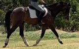 young OTTB mare with HUGE potential  on HorseYard.com.au (thumbnail)