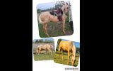 STUNNING PART BRED ARABIAN  on HorseYard.com.au (thumbnail)