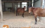 3 Brumby horses available - Free to good owner on HorseYard.com.au (thumbnail)
