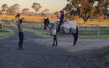 Super athletic allrounder on HorseYard.com.au (thumbnail)