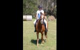 ASH gelding - 9yr old on HorseYard.com.au (thumbnail)