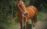  2001 Stunning QH Chestnut Solid Gelding Docs Spinifex Grandson- Cutting Lines 15.2hh on HorseYard.com.au (thumbnail)