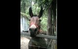 Mule on HorseYard.com.au (thumbnail)