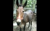 Mule on HorseYard.com.au (thumbnail)