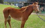 beautiful Welsh / Australina pony gelding on HorseYard.com.au (thumbnail)