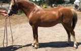 Welsh Gelding on HorseYard.com.au (thumbnail)