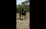 stunning gelding  on HorseYard.com.au (thumbnail)