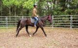 Quiet stock horse mare on HorseYard.com.au (thumbnail)
