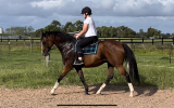 ✨EOI - 10 YEAR OLD OTT BAY GELDING✨ on HorseYard.com.au (thumbnail)