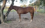 Gelding with loads of potential  on HorseYard.com.au (thumbnail)