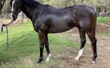 Stunning 7yo 16.2hh TB Gelding with loads of potential! on HorseYard.com.au (thumbnail)