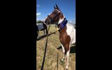 Skewbald standardbred mare on HorseYard.com.au (thumbnail)