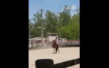 Unraced TB Mare- Ride or Breed on HorseYard.com.au (thumbnail)