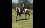 Paint Gelding on HorseYard.com.au (thumbnail)