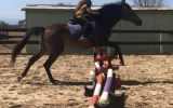 Stunning sooty buckskin  on HorseYard.com.au (thumbnail)