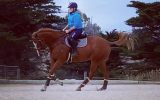 Potential plus TB gelding  on HorseYard.com.au (thumbnail)