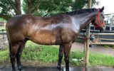 Gelding for sale  on HorseYard.com.au (thumbnail)