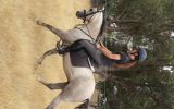 Tommy on HorseYard.com.au (thumbnail)