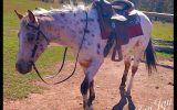 Leopard Appaloosa  on HorseYard.com.au (thumbnail)