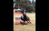 PIPERSRUN GINGER NINJA on HorseYard.com.au (thumbnail)