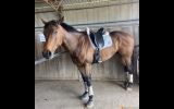 OTTB Gelding on HorseYard.com.au (thumbnail)