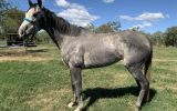 Grey Serene OTTB on HorseYard.com.au (thumbnail)