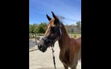 Alrounder stock horse x arab on HorseYard.com.au (thumbnail)