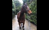 Sweet 7yo TB Gelding  on HorseYard.com.au (thumbnail)