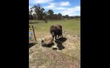 Shetland pony on HorseYard.com.au (thumbnail)