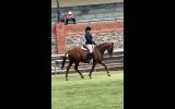 Performance/pleasure on HorseYard.com.au (thumbnail)