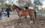 “BOOTS” newcomer OTT hunter on HorseYard.com.au (thumbnail)