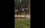 DOESN'T WANT TO BE A RACEHORSE on HorseYard.com.au (thumbnail)