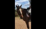 DOESN'T WANT TO BE A RACEHORSE on HorseYard.com.au (thumbnail)