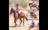 POTENTIAL PLUS EVENTING PROSPECT on HorseYard.com.au (thumbnail)