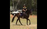 POTENTIAL PLUS EVENTING PROSPECT on HorseYard.com.au (thumbnail)