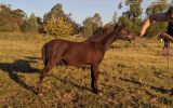 Friendly Weanling Mini Colt on HorseYard.com.au (thumbnail)