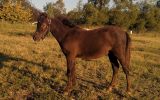Friendly Weanling Mini Colt on HorseYard.com.au (thumbnail)