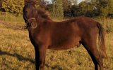 Friendly Weanling Mini Colt on HorseYard.com.au (thumbnail)